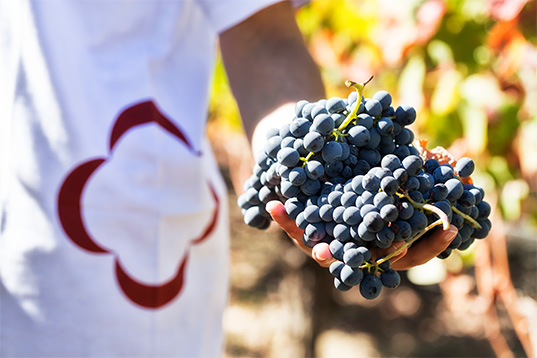 quinta de lemos